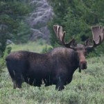 Bull moose spotted on mouse tour